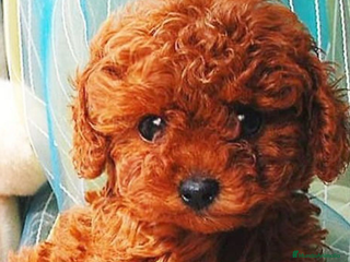 Caniche Toy perros - Anuncio 1