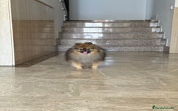 Pomerania perros para monta: Disponible para monta — Pomerania macho - Imagen 2