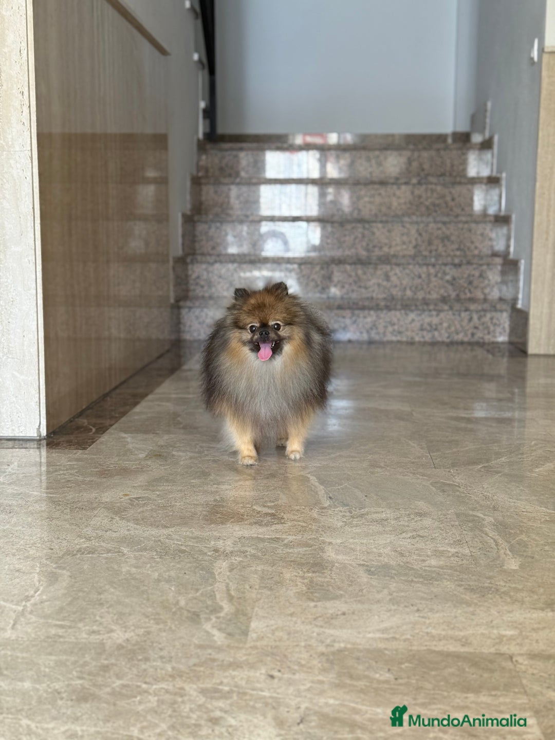 Pomerania perros para monta: Disponible para monta — Pomerania macho - Imagen 2