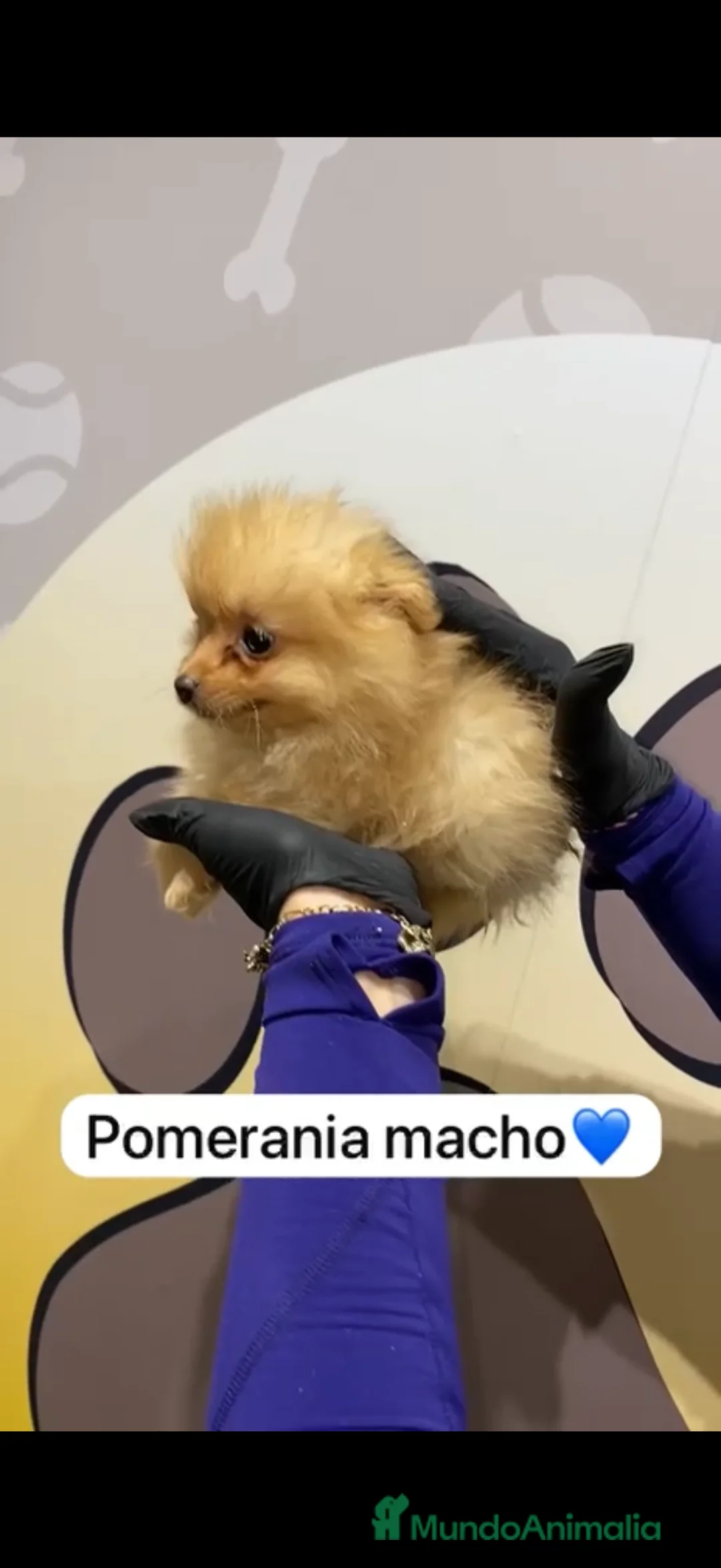 Pomerania perros en venta: Pomerania preciosos disponibles - Anuncio 2