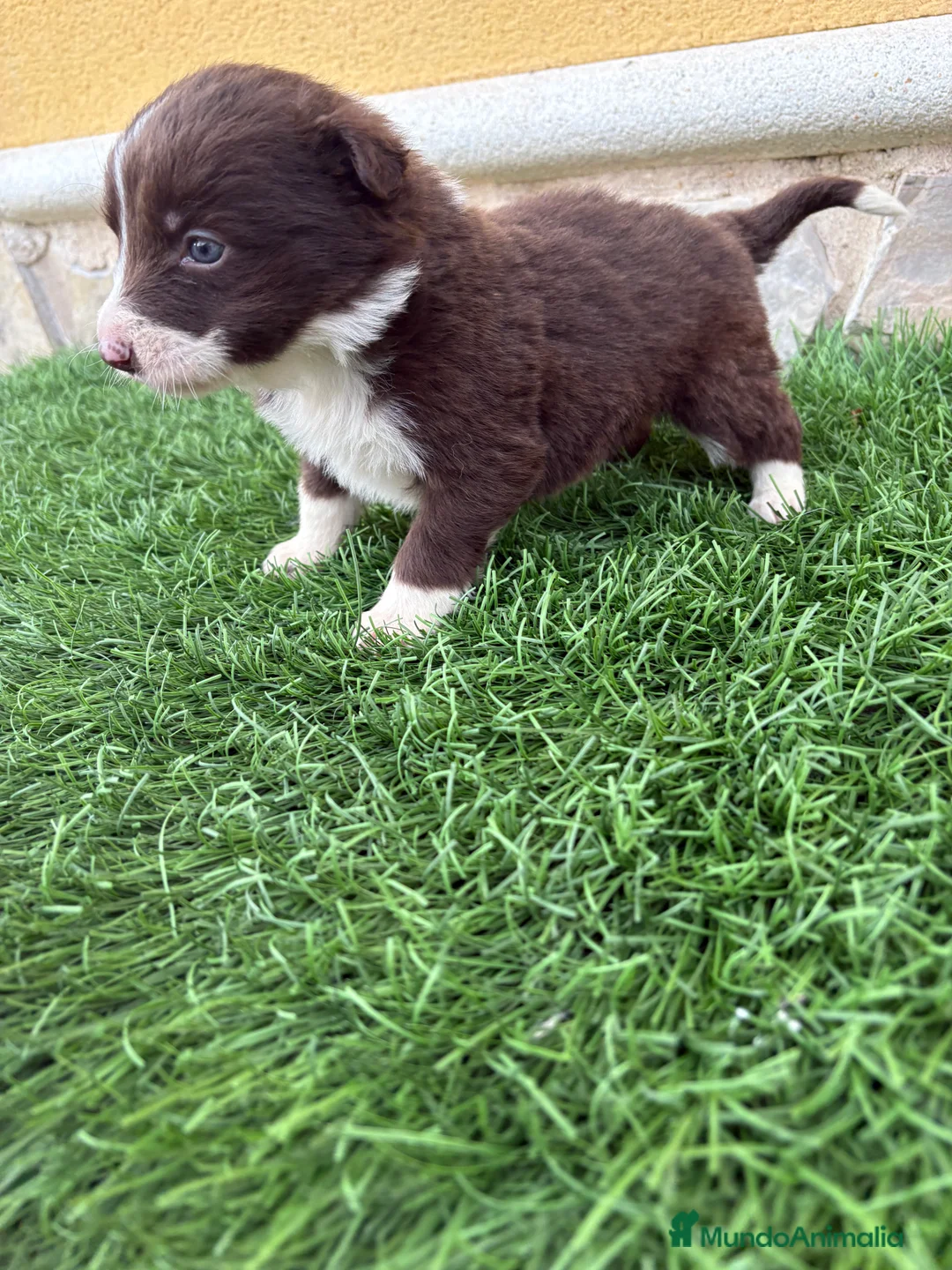 Border Collie perros en venta: Hembra chocolate de Border Collie  - Anuncio 5
