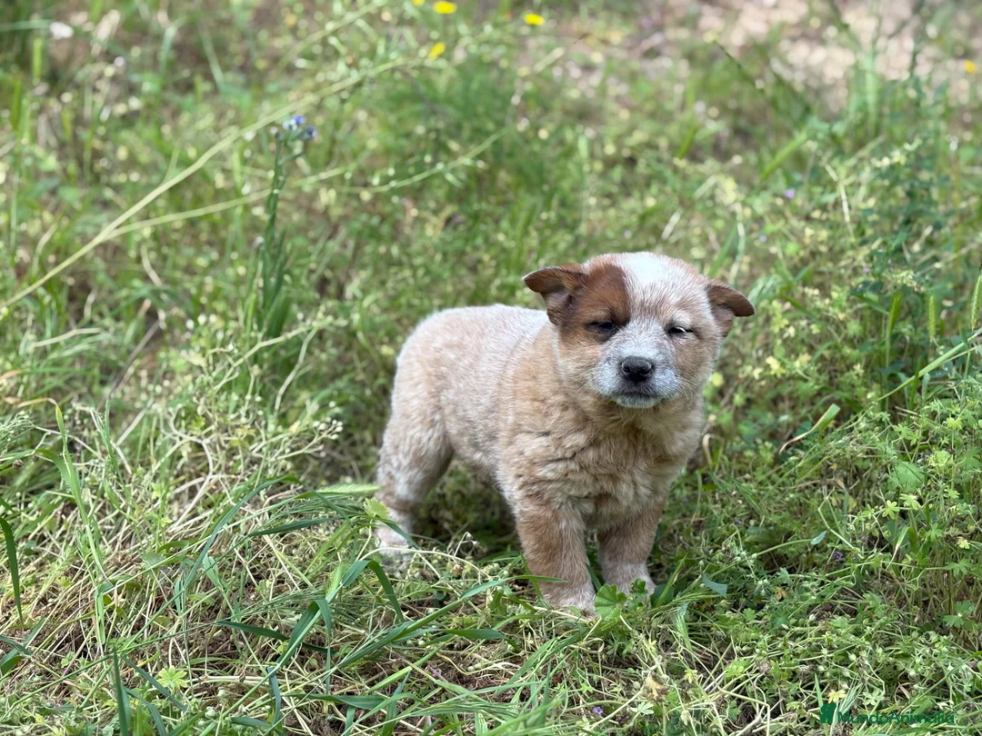 Boyero de Australia perros en venta: 🐾🐾 Australian Cattle Dog 🐾🐾 - Anuncio 2