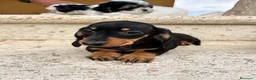 Teckel perros en venta: Teckel  - Anuncio 9