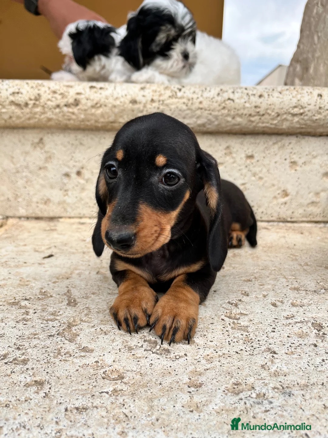 Teckel perros en venta: Teckel  - Anuncio 9