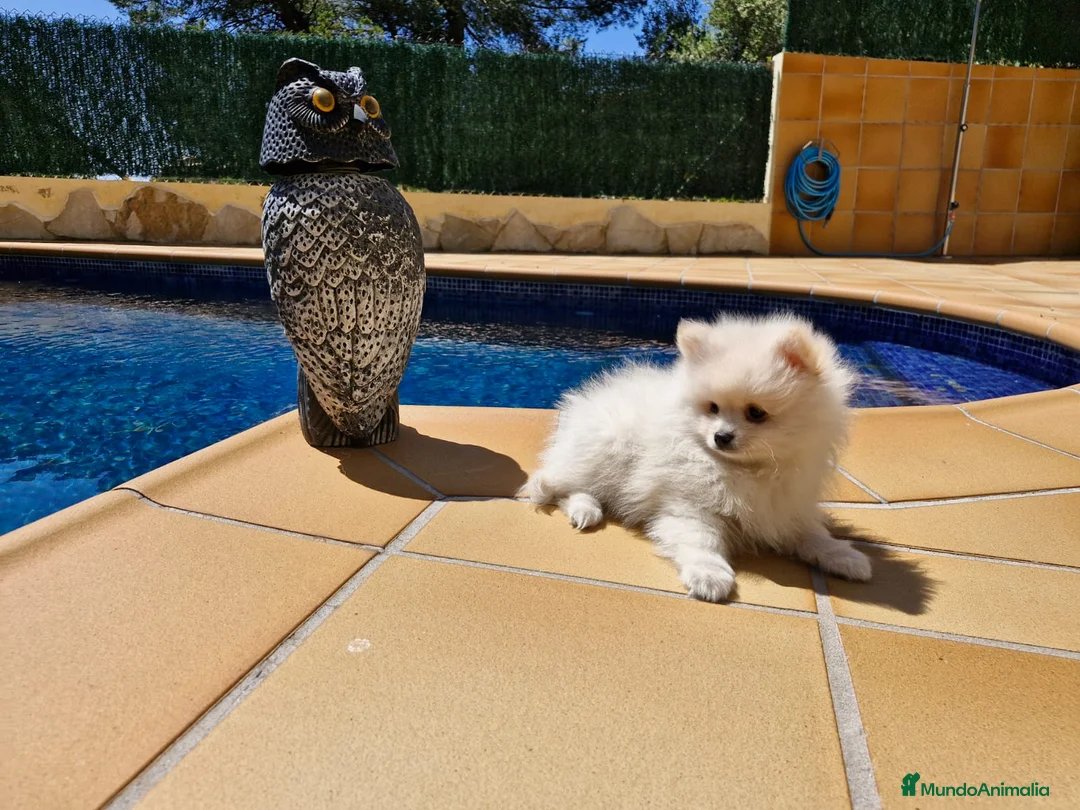 Pomerania perros en venta: Lulú de pomerania  en Barcelona - Anuncio 3