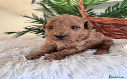 Caniche Toy perros en venta: CANICHE TOY - Imagen 8