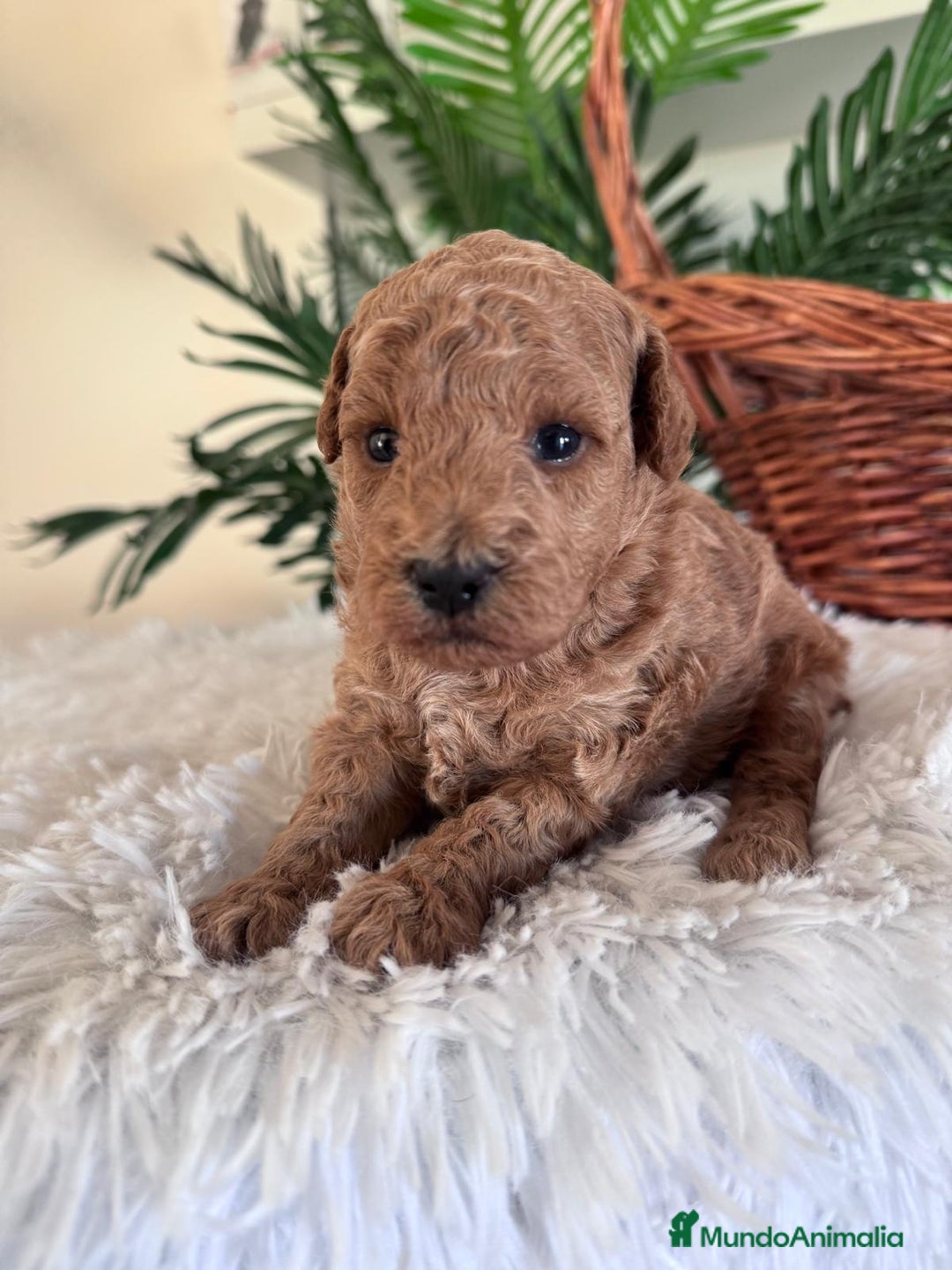 Caniche Toy perros en venta: CANICHE TOY - Imagen 8