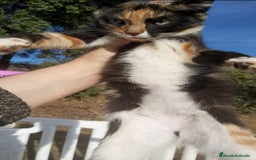 Otras razas gatos en venta: Gatita tricolor 3 meses - Anuncio 3