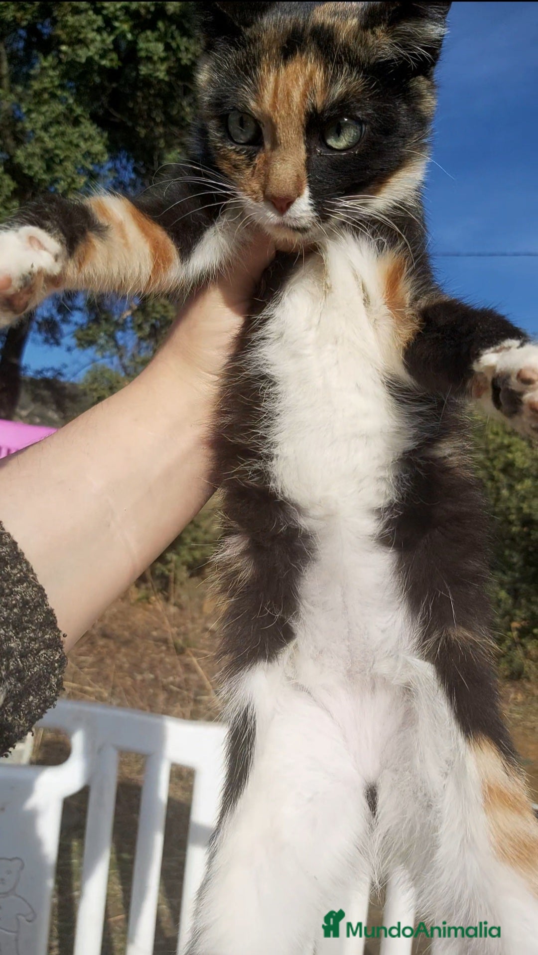 Otras razas gatos en venta: Gatita tricolor 3 meses - Anuncio 3