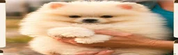 Pomerania perros en venta: POMERANIA - Anuncio 4