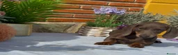 Teckel Miniatura perros en venta: Ultimos teckel  - Anuncio 3