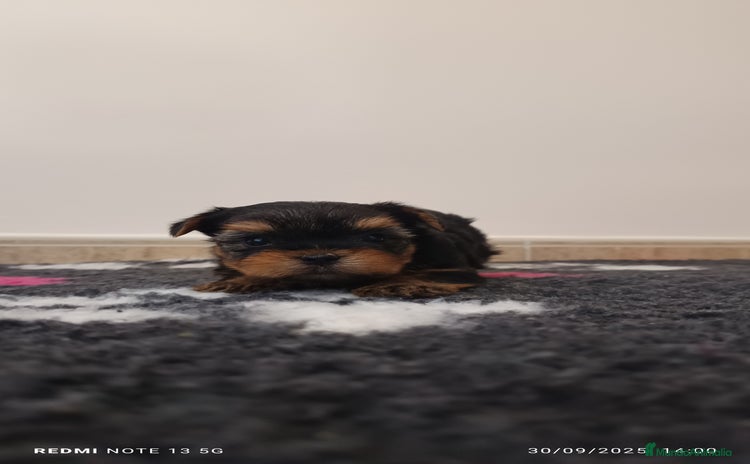 Yorkshire Terrier perros - Anuncio 4