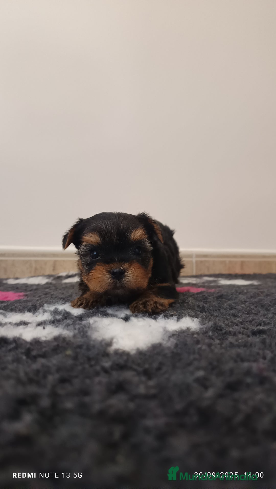 Yorkshire Terrier perros en venta: Cachorros de yorkshire  - Imagen 1