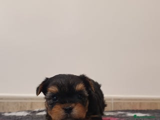 Yorkshire Terrier perros - Anuncio 1