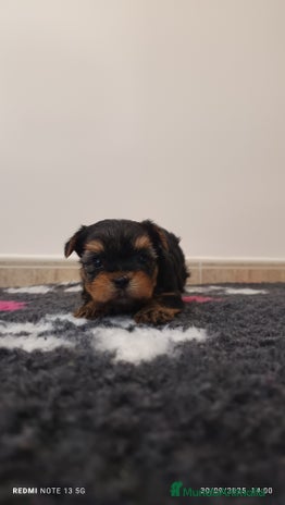 Yorkshire Terrier perros - Anuncio 10
