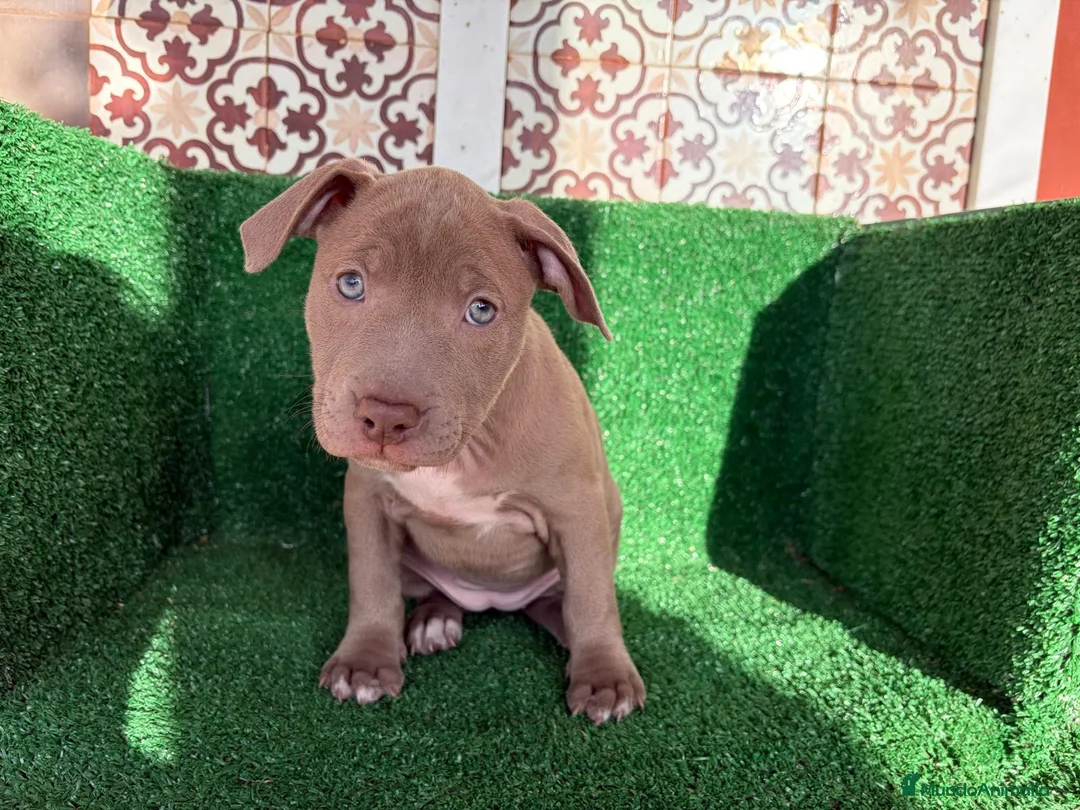 American Pit Bull Terrier perros en venta: pitbull - Anuncio 1