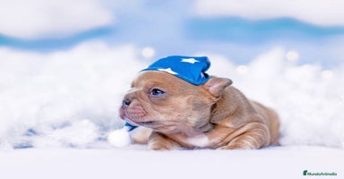 Bulldog Francés perros bulldog francés.  - Anuncio 4