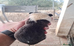 Border Collie perros en venta: Camada de border collie  - Imagen 8