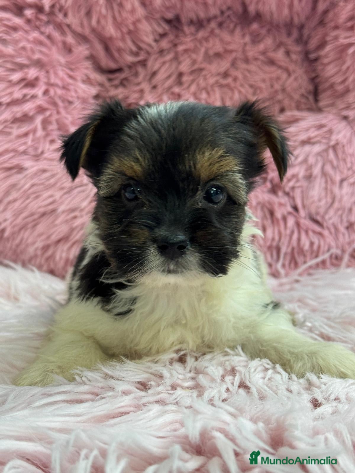 Biewer Yorkshire Terrier a la Pom Pon perros BIEWER YORKSHIRE  - Anuncio 1