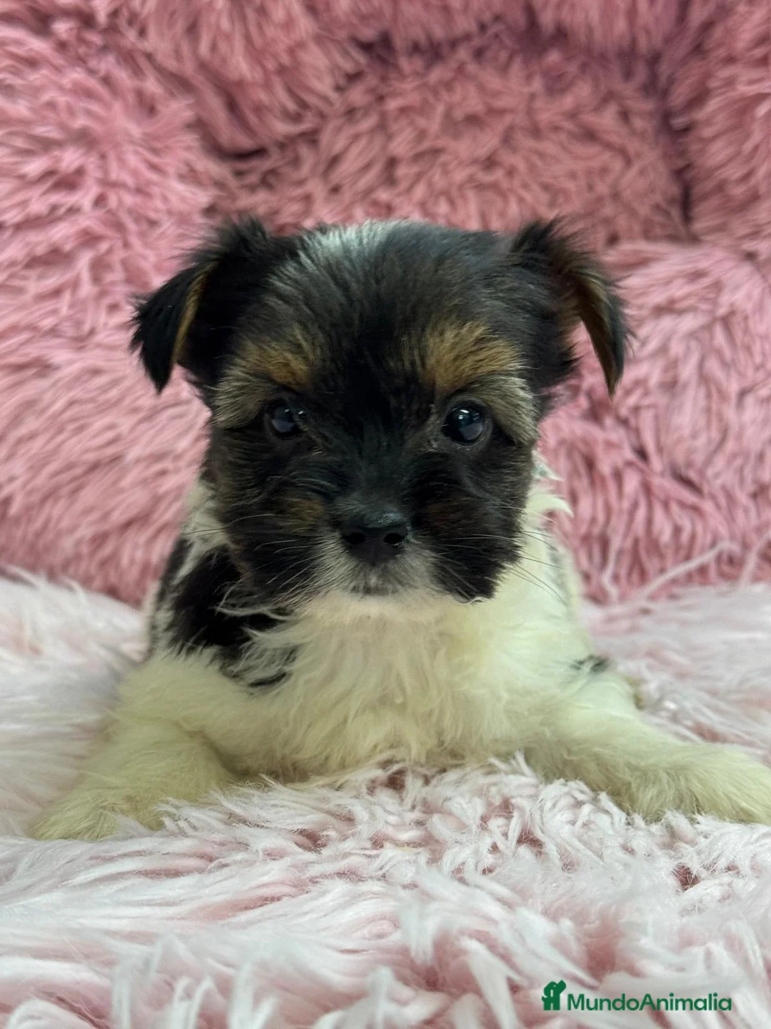 Biewer Yorkshire Terrier a la Pom Pon perros en venta: BIEWER YORKSHIRE  - Anuncio 1