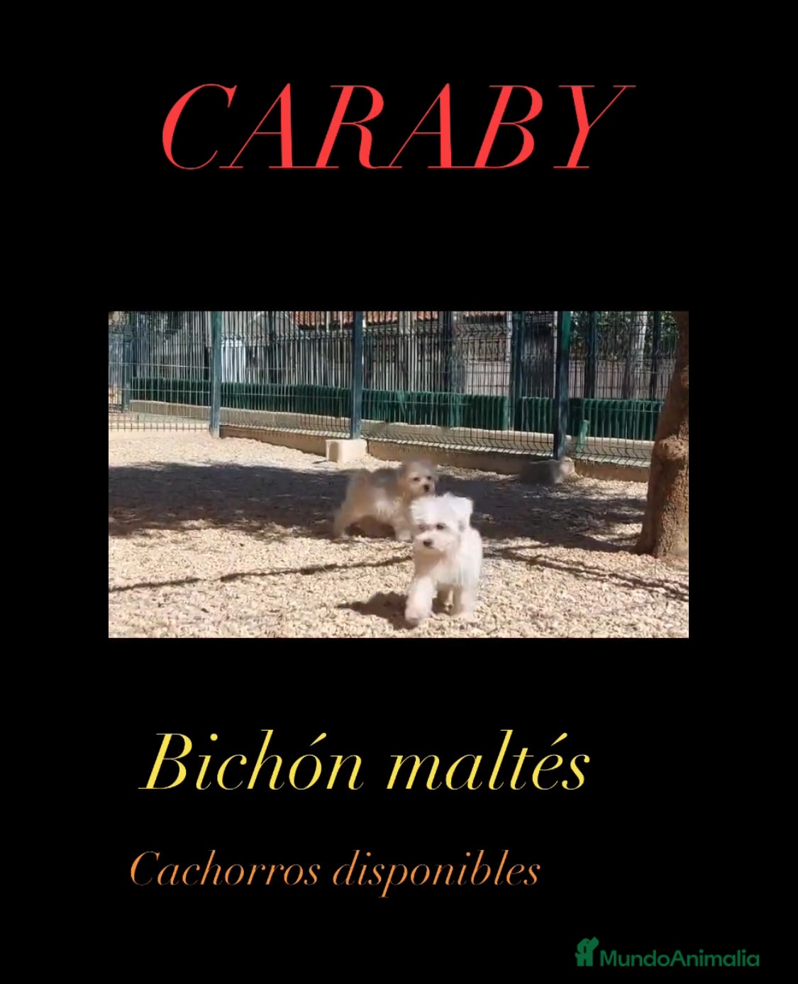 Bichón Maltés perros Bichon maltés CARABY Benidorm  en Alicante - Anuncio 2