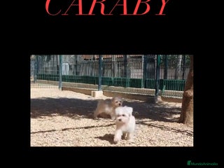 Bichón Maltés perros en Alicante - Anuncio 10