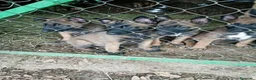 Pastor Belga Malinois perros en venta: Pastor Belga Malinois - Anuncio 15
