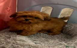 Shihpoo perros en venta: Preciosos Cachorritos  ShihPoo en Villarta - Imagen 11