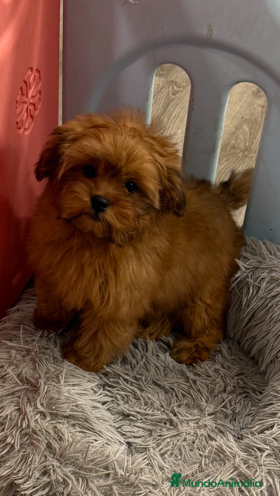 Shihpoo perros en venta: Preciosos Cachorritos  ShihPoo en Villarta - Imagen 11