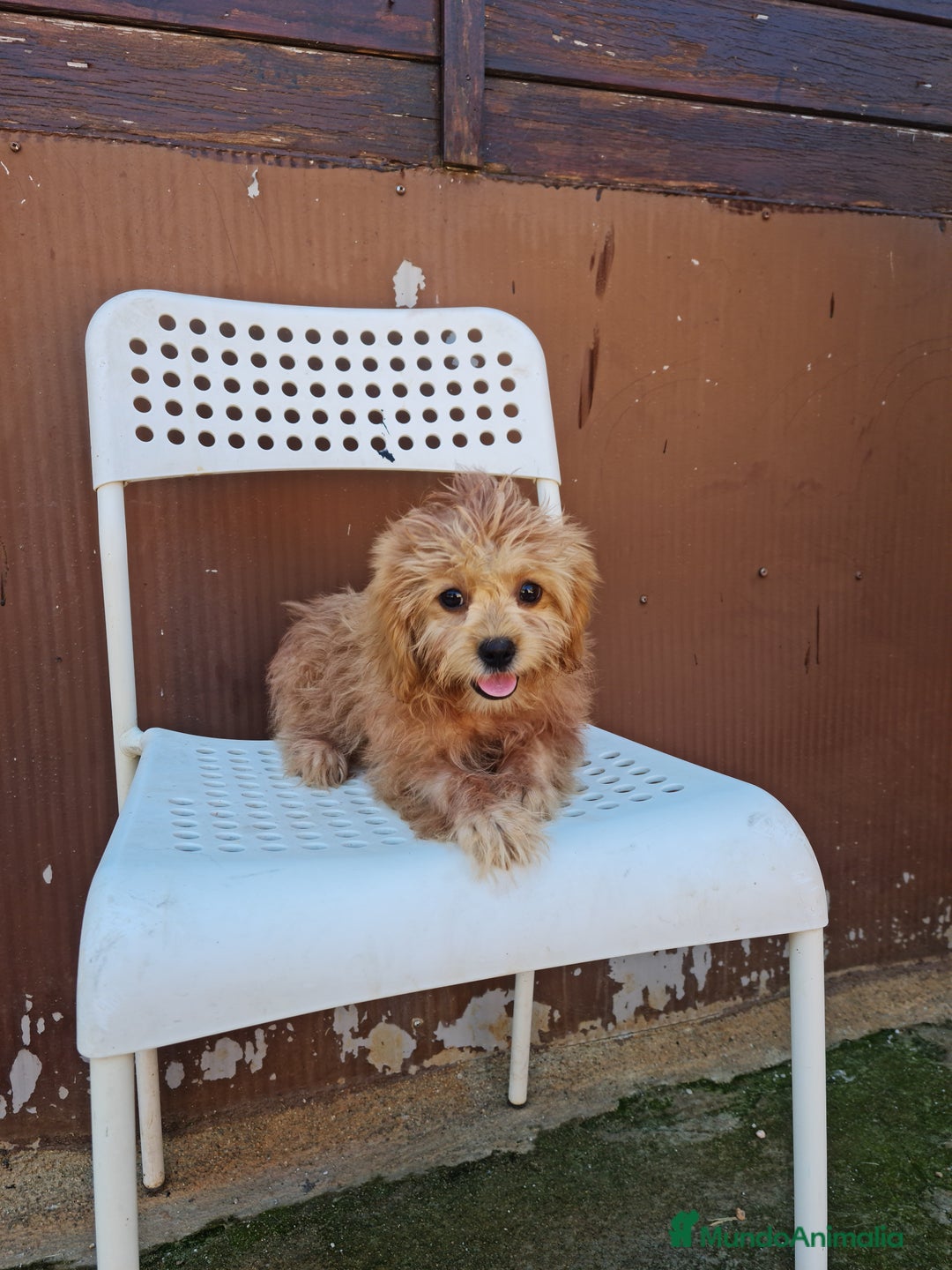 Maltipoo perros en venta: Maltipoo - Imagen 7