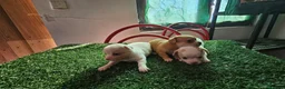 Chihuahua perros en venta: Chihuahuas mini - Anuncio 3