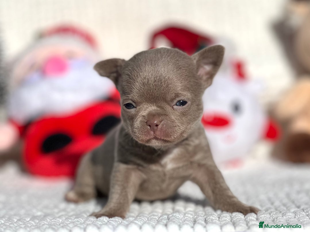 Chihuahua perros en venta: CHIHUAHUA LÍNEA RUSA CABEZA DE MANZANA  - Anuncio 2
