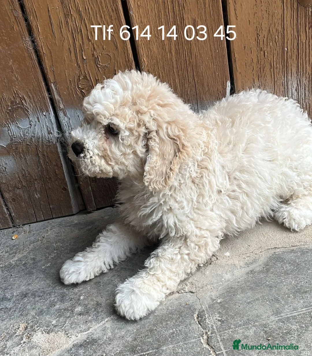 Perro de Agua Español perros en venta: Impresionante cachorro perro de agua  - Anuncio 1