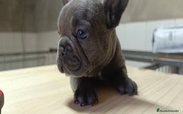 Bulldog Francés perros en venta: Bulldog francés Blue y blue and tang  en León - Imagen 7