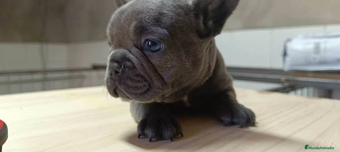 Bulldog Francés perros en venta: Bulldog francés Blue y blue and tang  en León - Imagen 7