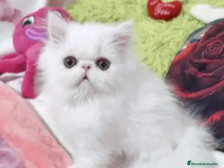 Persa gatos Venta de gatitos persa - Anuncio 4