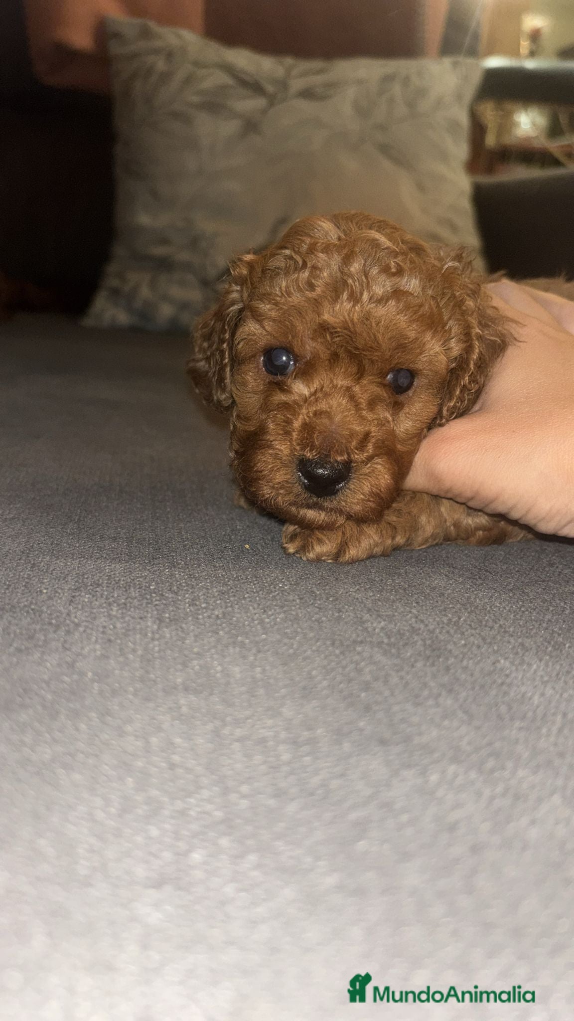 Caniche Toy perros en venta: Caniche toy  - Anuncio 2