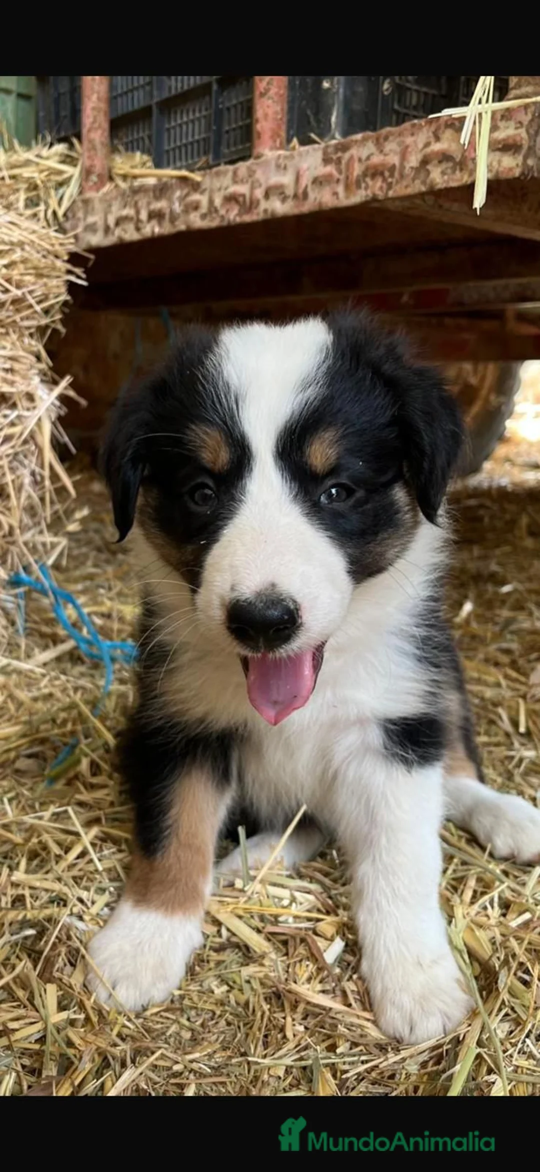 Border Collie perros en venta: Border Collie  - Anuncio 2