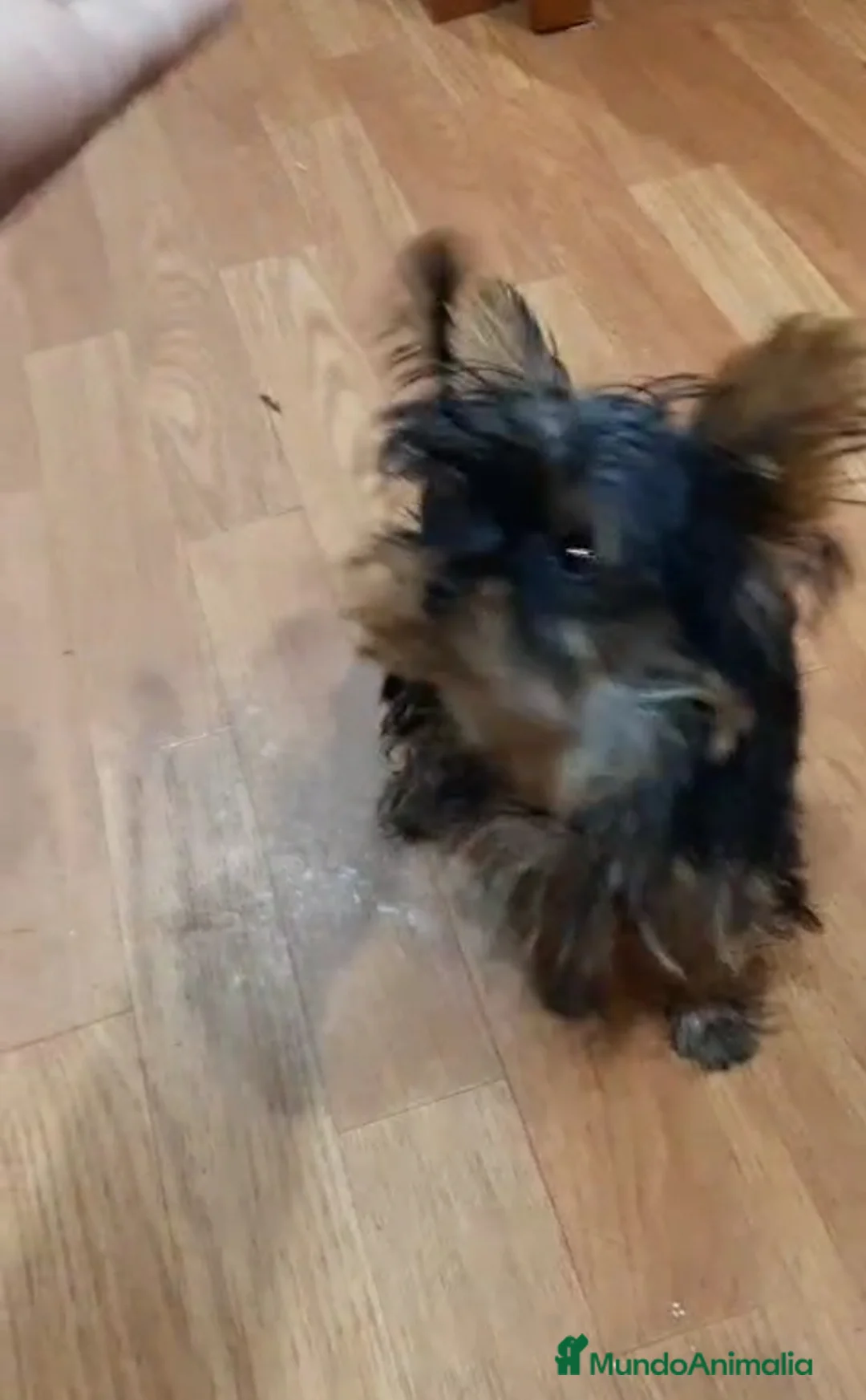 Yorkshire Terrier perros en venta: Yorkshire miniatura  - Anuncio 3