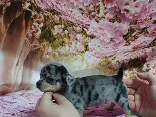 Chihuahua perros Último Chihuahua toy cabeza de manzana - Anuncio 2