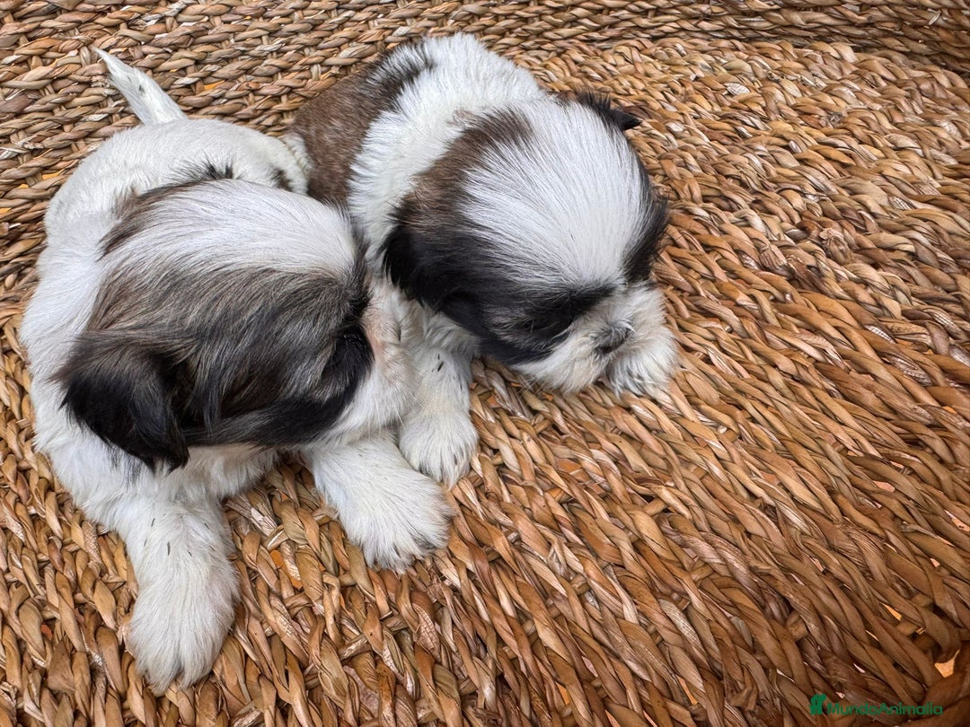 Shih Tzu perros en venta: Shih tzu bicolor - Imagen 5
