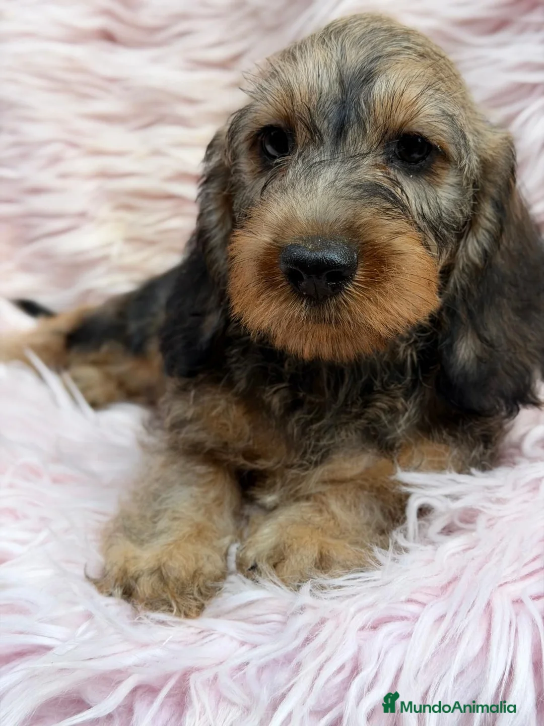 Teckel Miniatura perros en venta: TECKEL MINIATURA PELO DURO - Anuncio 1