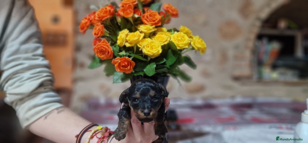 Caniche Toy perros en venta: Preciosos caniches phantom  - Anuncio 3