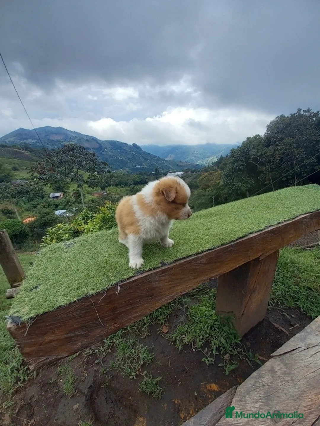 Border Collie perros en venta: Border collie puppies  - Anuncio 5