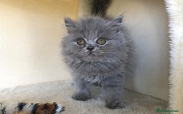 Británico de Pelo Largo gatos en venta: BRITISH PELO LARGO - Imagen 1