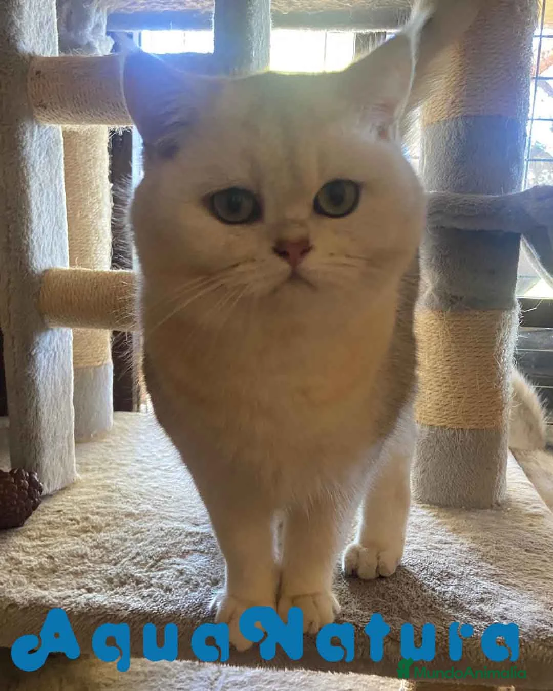 Británico de Pelo Corto gatos en venta: British Macho 7791 AQUANATURA - Anuncio 7