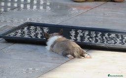 Chihuahua perros en venta: Chihuahuas - Imagen 3