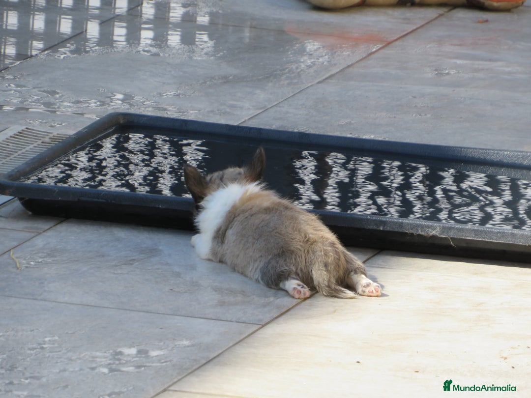 Chihuahua perros en venta: Chihuahuas - Imagen 3