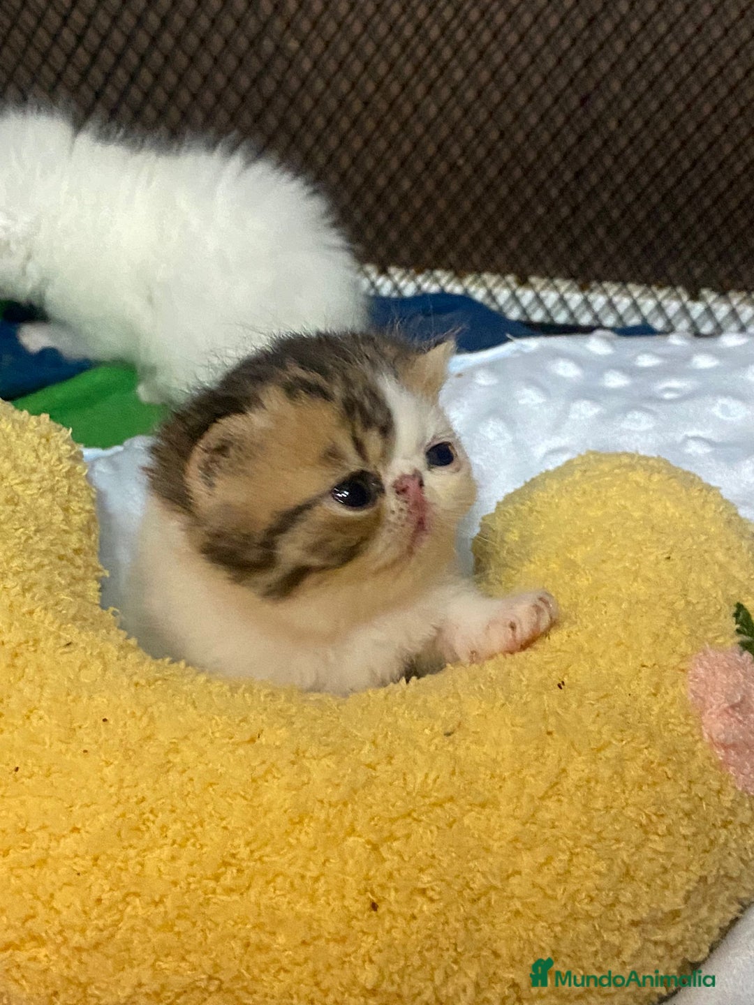 Persa gatos en venta: Camada exótica - Anuncio 5