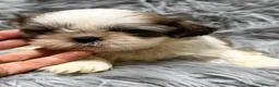 Shih Tzu perros en venta: SHIH TZU  - Anuncio 3
